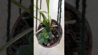 Planting some plants in a coconut shell 🥥 #gardening