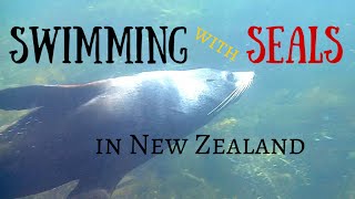 Swimming with fur seals in New Zealand