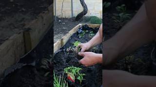 Garden tip for planting seedlings. #gardeningtips #planting