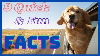 9 Quick and Fun Facts about Golden Retriever.  Do You Know Them All?