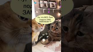 Тебе уже за 30 #мыкотики #вмем #разговор #анекдот #шутки #кот #юмор #смешное #прикольно #мемы #cat