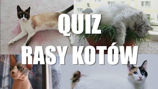 Quiz: rasy kotów. Co to za rasa?