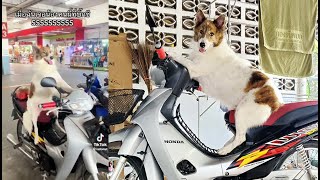 Khaotu, a 5-year-old Bangkaew-Thai dog enjoys riding a motorbike