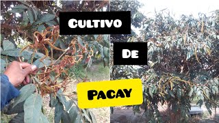 como cultivar  chinbirio, pacay - planta de grande ventajas. destacando cultivo. 🇵🇪