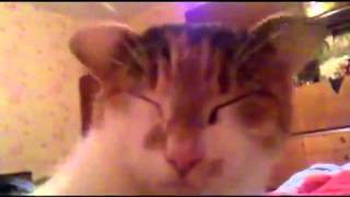 Cat listening to classical music in a very unusual way