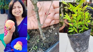 अनार को कलम से कैसे लगाएं। how to grow pomegranate from cutting.#cutting #airlayering #grafting