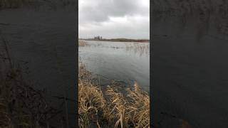 Щука на живца #рыбалка #fishing