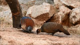 painted spurfowl 5