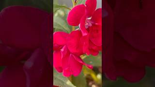 Red rose bulsum flowers || Home Gardening | #flowers #youtubeshorts #shorts