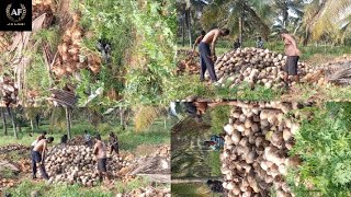 How to peel a coconuts  in India  and people are enjoying