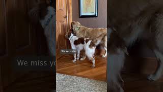 My Dogs Miss Me! / 30 Day Challenge  #shorts #goldenretriever #brittanyspaniel #dogs