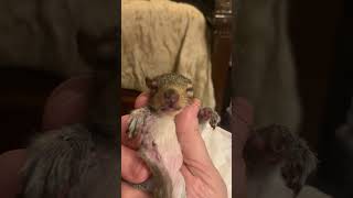 Milty the Rescued Baby Squirrel April 14