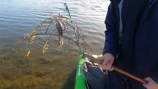 First Time Crabbing Aussie Style - Blue Swimmer Crabs (Lambay)