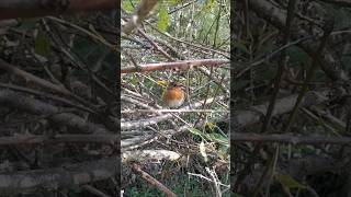 Petirrojo (Erithacus rubecula)