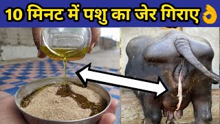 गाय/भैंस की जेर गिराने का No.1देसी ईलाज|Jer girane ka tarika|Gaay/Bhains ki jer|Cow/Buffalo placenta