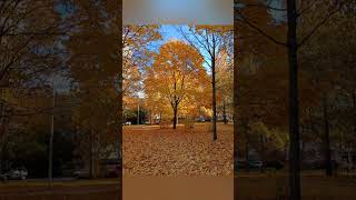 respect 1611240637 #asmr #fall #travel #remix #new