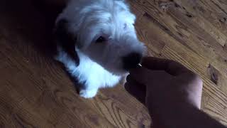 Morning Glory - 7 Week Old Sheepadoodle Puppy