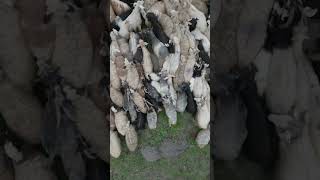 Sheep’s of Armenia