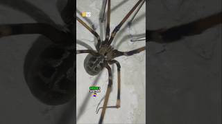 America's Giant Monster Spiders Are Here #shorts #usa