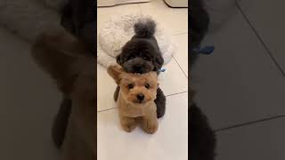 dog #dog #dogs #dogreels #doglovers #dogsofinsta #trending #short #shorts #viral #ytshort