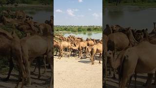 Camels life Pakistan 🇵🇰 #shorts