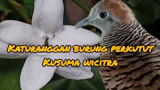 KATURANGGAN BURUNG PERKUTUT KUSUMA WICITRA By @sahirutomo535