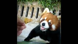 How to feed leaf to a red panda