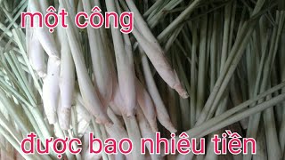 Trồng sả được bao nhiêu tiền