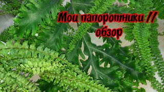 Мои папоротники // обзор