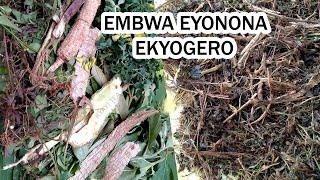 Embwa Okupama Mukyogero Kyomwana Omuwere Kibnnyo