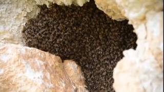 Bees on the rock