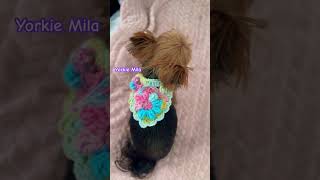 Yorkie Mila #crochetprojects #yorkieterrier #doglife