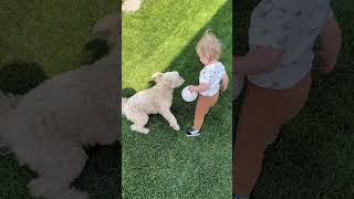 Fun fetch/rolling in the grass with baby bro  😎 #funnycavapoo #cutecavapoo #dogvideo