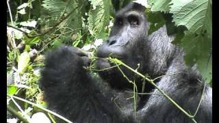 Chimanuka, silverback Eastern Lowland Gorilla, eating vine-peel.