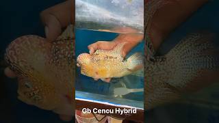 wild fish  + hybrid fish | F1 | #shorts #trending #flowerhornfish