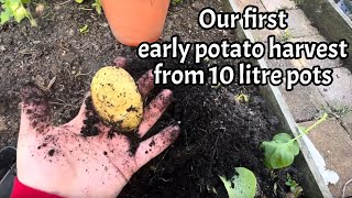 First potato harvest from 10l pots #potatoharvest