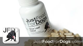 Supplements for Dogs: Olive Leaf Detox | JustFoodForDogs