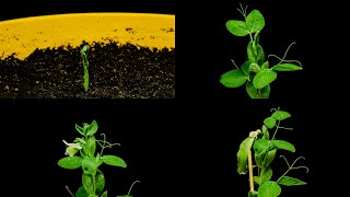 🌿 Growth of a pea plant from seedling to a pod - time lapse [4K]