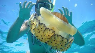 Swimming with a Jellyfish