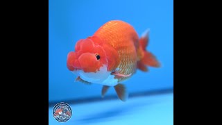 Red White Buffalo Ranchu 5 inches (241025_RC06)