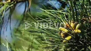 Pine branches sway under the wind, the wind swept the pollen off the buds