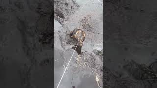 Poor dog has a mud puddle mishap! #dogs #funny #funnydogs #shorts