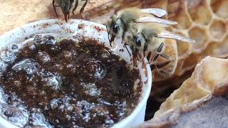 Apis mellifera behaviour in different times #honeybee #apismellifera #beewax #apiculture2023