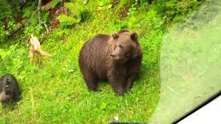 Bears of Transfăgărășan