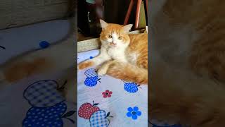 #cat #cutecat #cute #pets #catvideos #cats #shorts #viralvideo