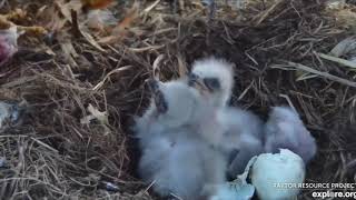 Decorah Eagles D36 A day of hatching