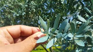 zeytin bordo bulamacı uygulaması