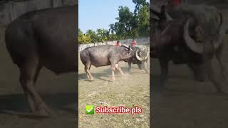 shrots viral buffalo fighting🚀🚀 New Agro24