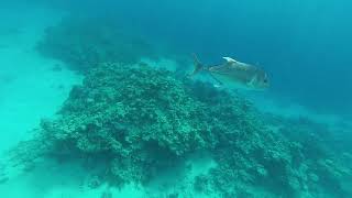 Большой каранкс (Caranx hippos) в бухте Sharks bay. Egypt. Snorkelling. Red sea at Sharm-El-Sheikh