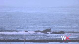 Mavericks Surf Report October 30, 2014